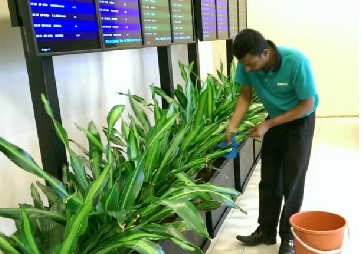Cleaner caring for indoor plants at an office